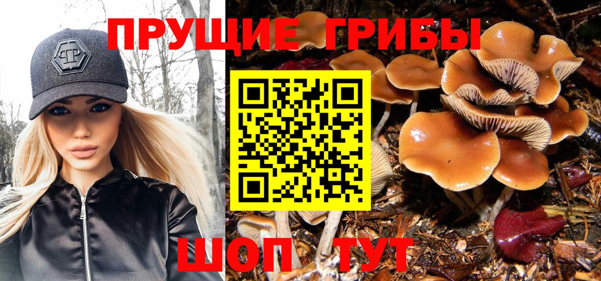Галлюциногенные грибы Psilocybe Всеволожск
